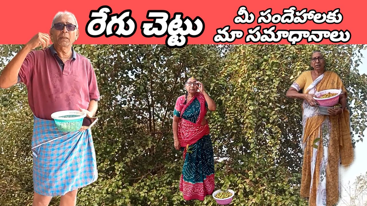 రేగు పండ్లు పంపటం గురించి మీ ప్రశ్నలు నా సమాధానాలు@ love the garden Kumari.