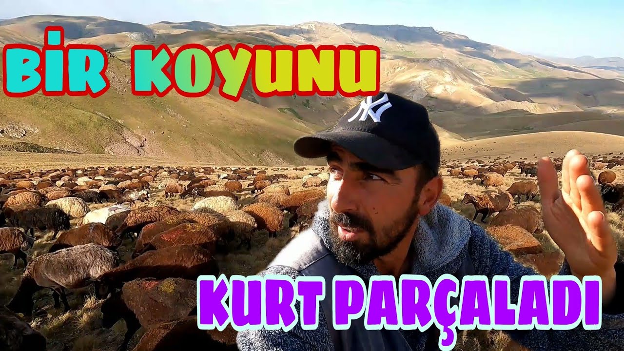 KURTLARIN ACIMASIZLIĞI BİR KOYUNU PARAMPARÇA ETMİŞLER--KUZU KIRKIMI BİTTİ (33)
