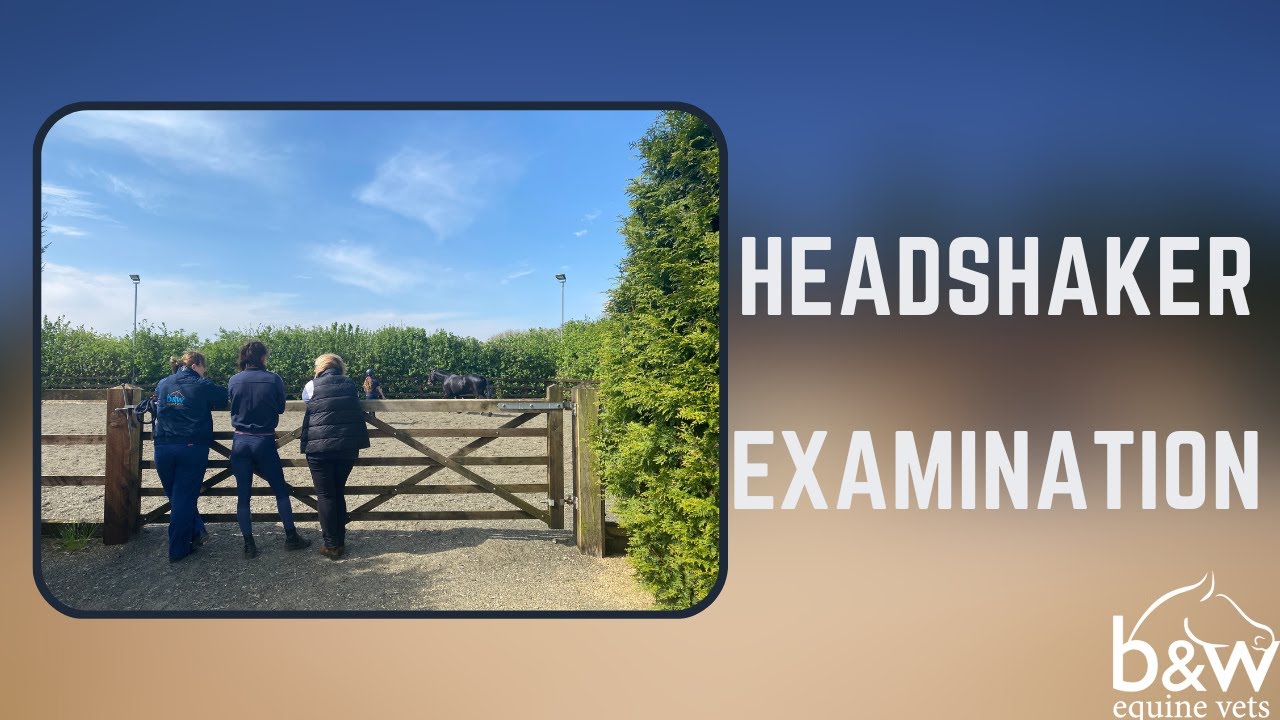 Headshaker Examination - Equine Medicine - B&W Equine Hospital