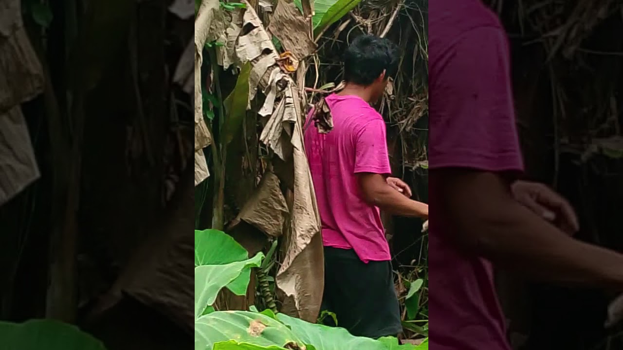 Nag tuba sya saging Kay loto na🤣