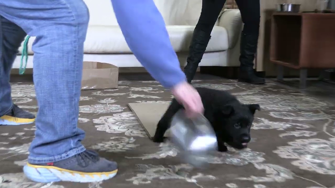 Early Temperament Test at Six Weeks Old! Kraftwork K9 Pro German Shepherds