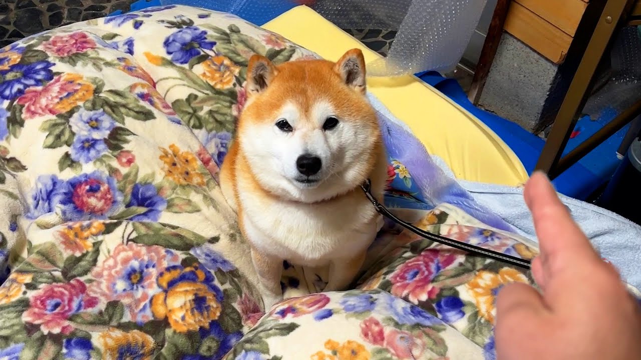 When the fluffy bed is about to be moved, Shibe sits in the middle and complains and goes on strike.