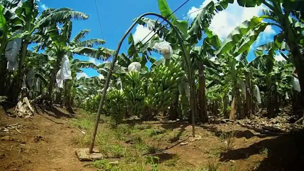 BRONCO BANANAS