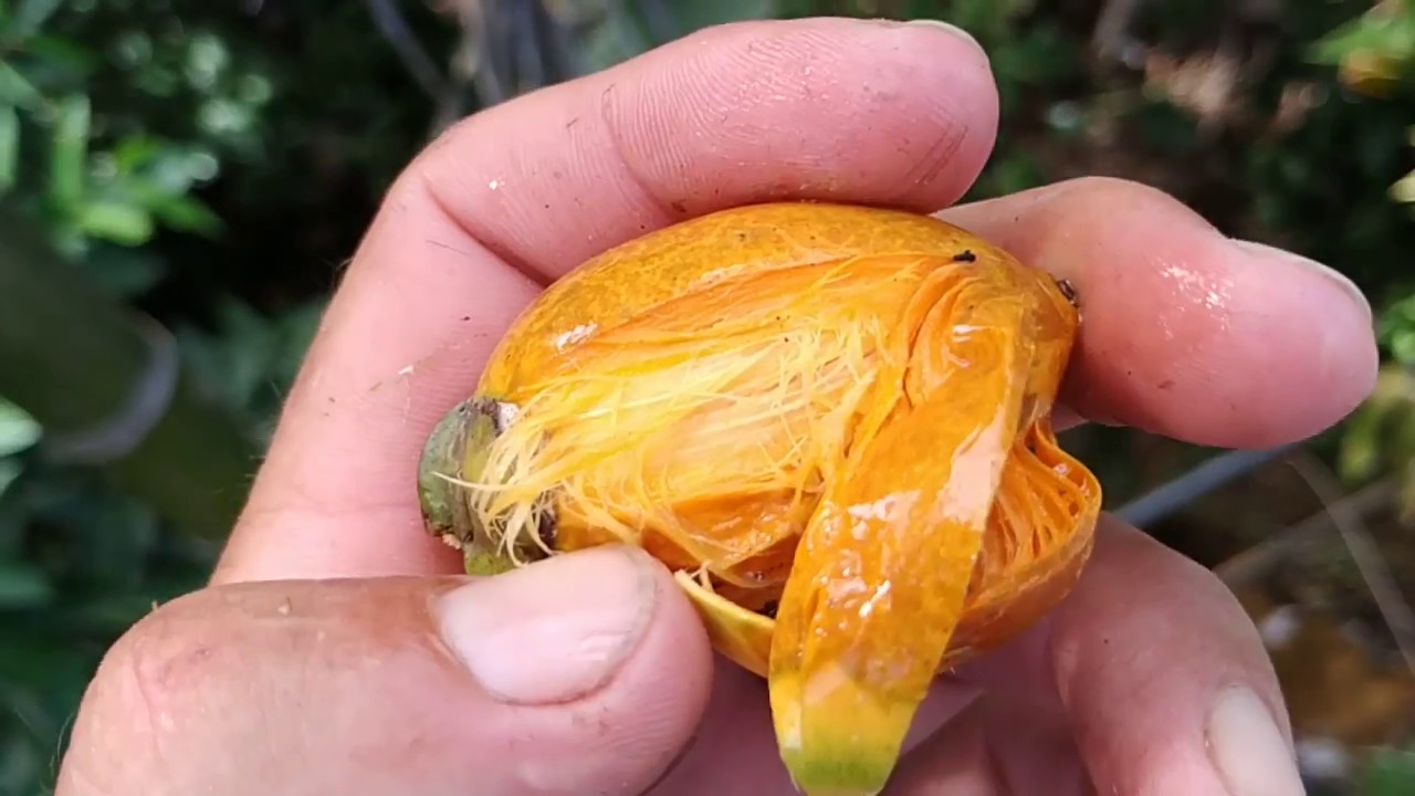 Trying the fruit of the infamos Betel nut (Areca catechu) off the tree in Borneo