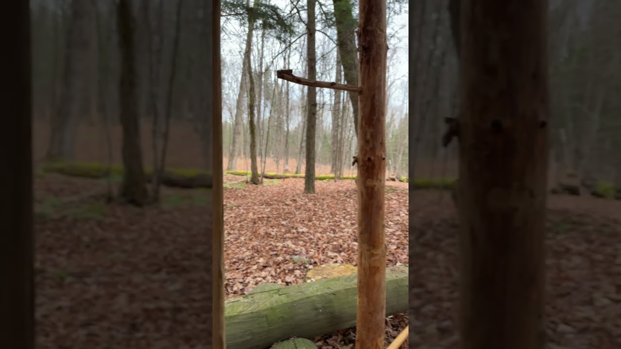 Life In The Woods #wilderness #forestlife #outdoors #shorts #solitude #fire