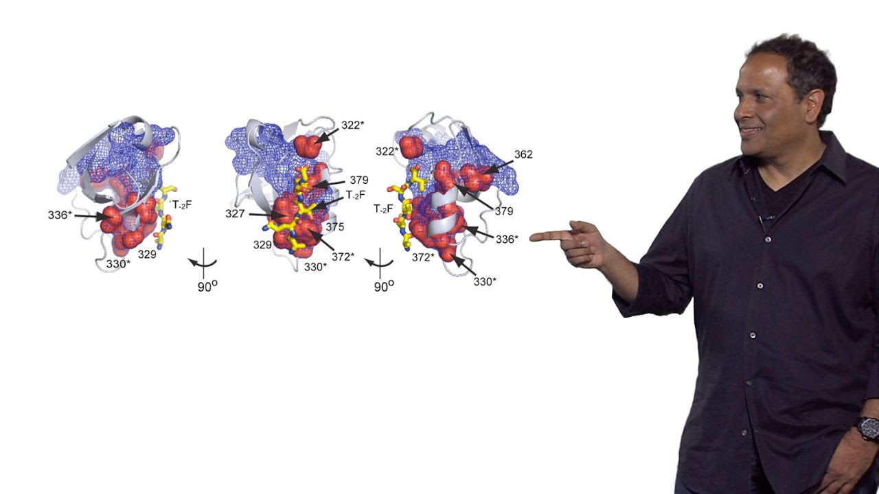 Rama Ranganathan (U. Texas Southwestern) Part 3: Protein Function and Adaptability