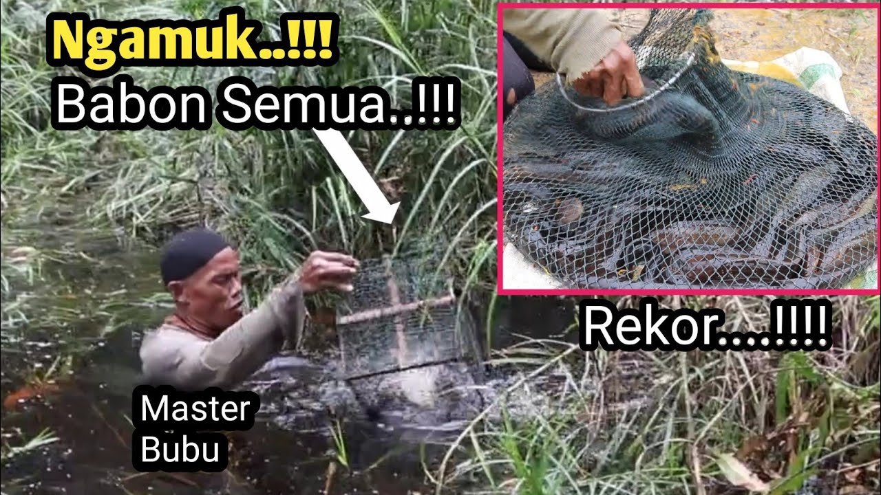 Angkat Bubu Bersama MASTER Lele Lembat|| Ikan BABON Semua..!!!