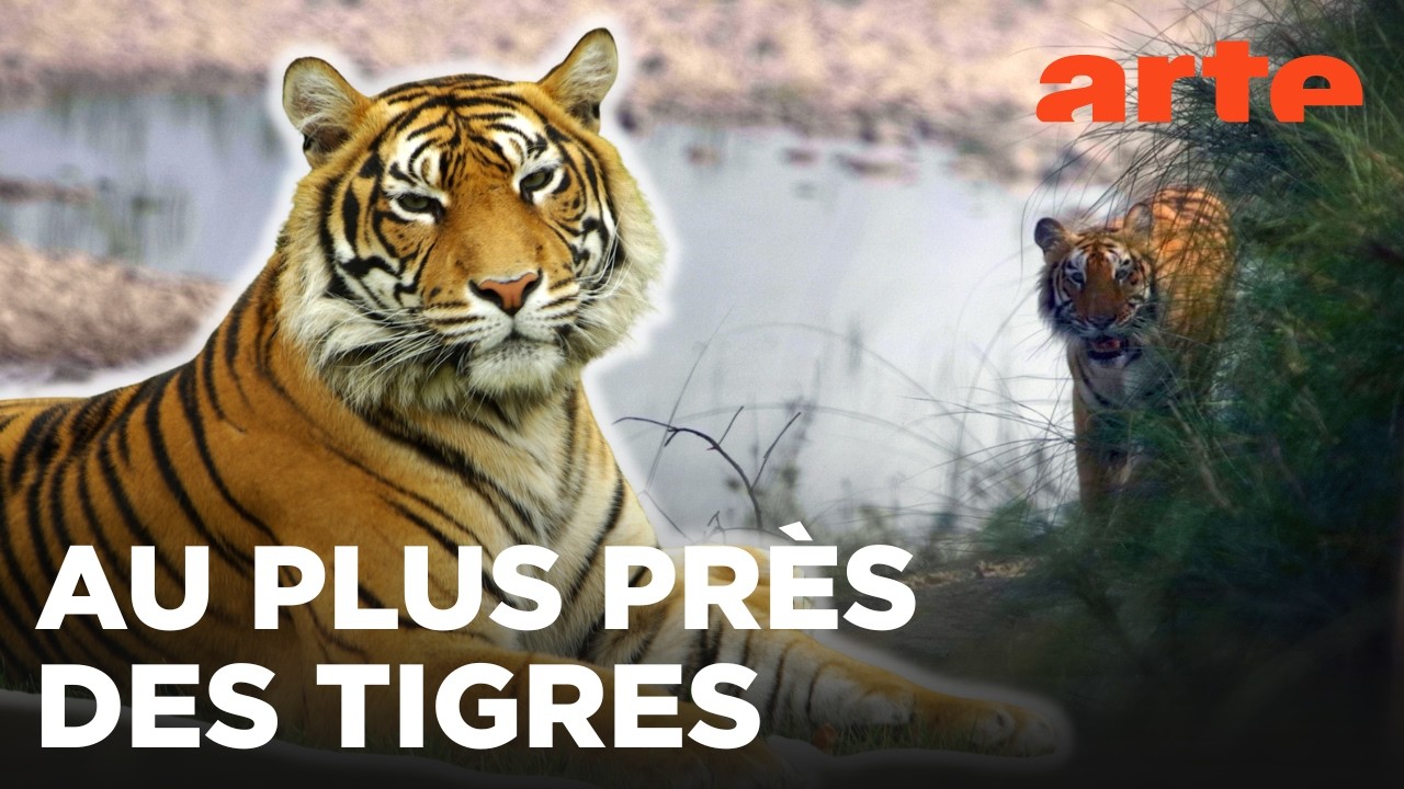 Vivre avec les tigres du Bengale | Corridors sauvages | ARTE Évasion