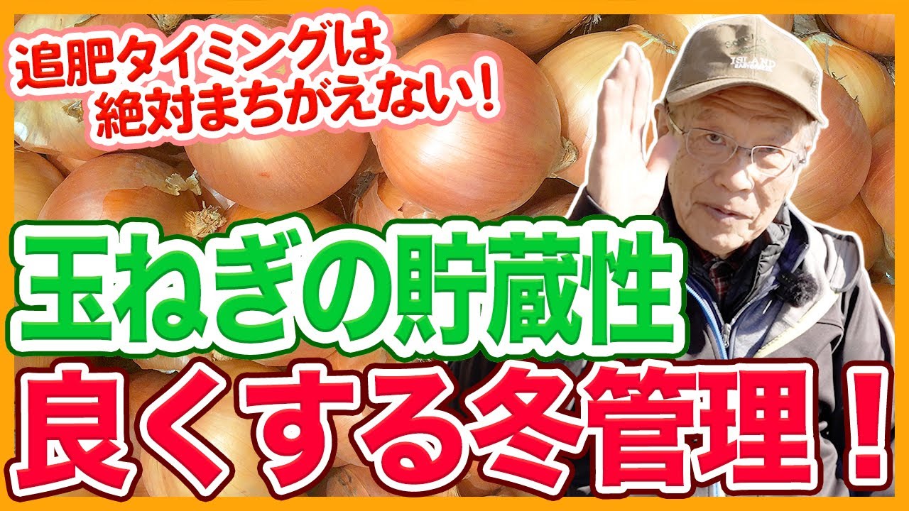 家庭菜園や農園の玉ねぎ栽培で貯蔵性を良くする管理方法！追肥タイミングのコツと玉ねぎの育て方！【農家直伝】