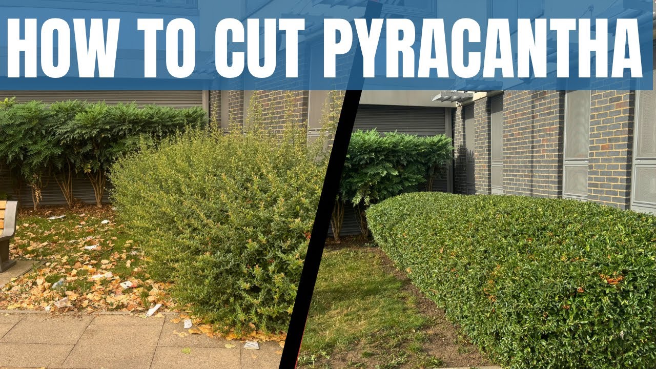 HOW TO CUT PYRACANTHA | SAVE MONEY DIY! 
