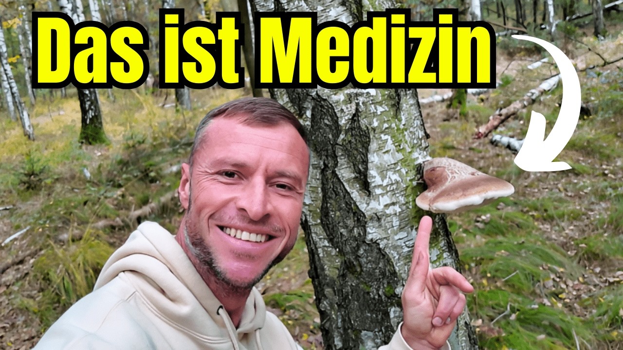 Der Birkenporling: Traditioneller Heilpilz der Naturmedizin I Heilwirkung, Ernte & Konservierung