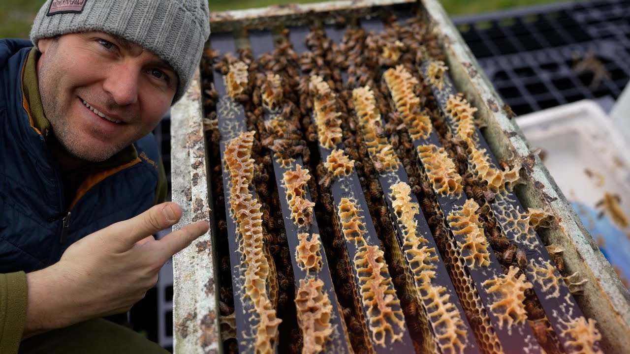 What To Look For On Your First Inspection - Beginner Hive Inspection Guide