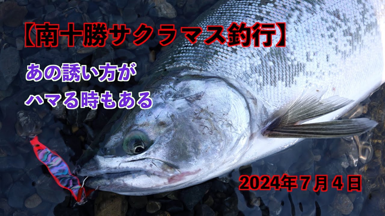 【南十勝サクラマス釣行】あの誘い方がハマる時もある！2024年7月4日
