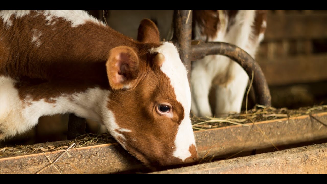 How to Feed Newly Weaned Calves