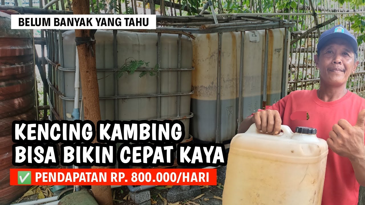 MEMBUAT PUPUK CAIR DARI KENCING TERNAK KAMBING | @AGROTV9