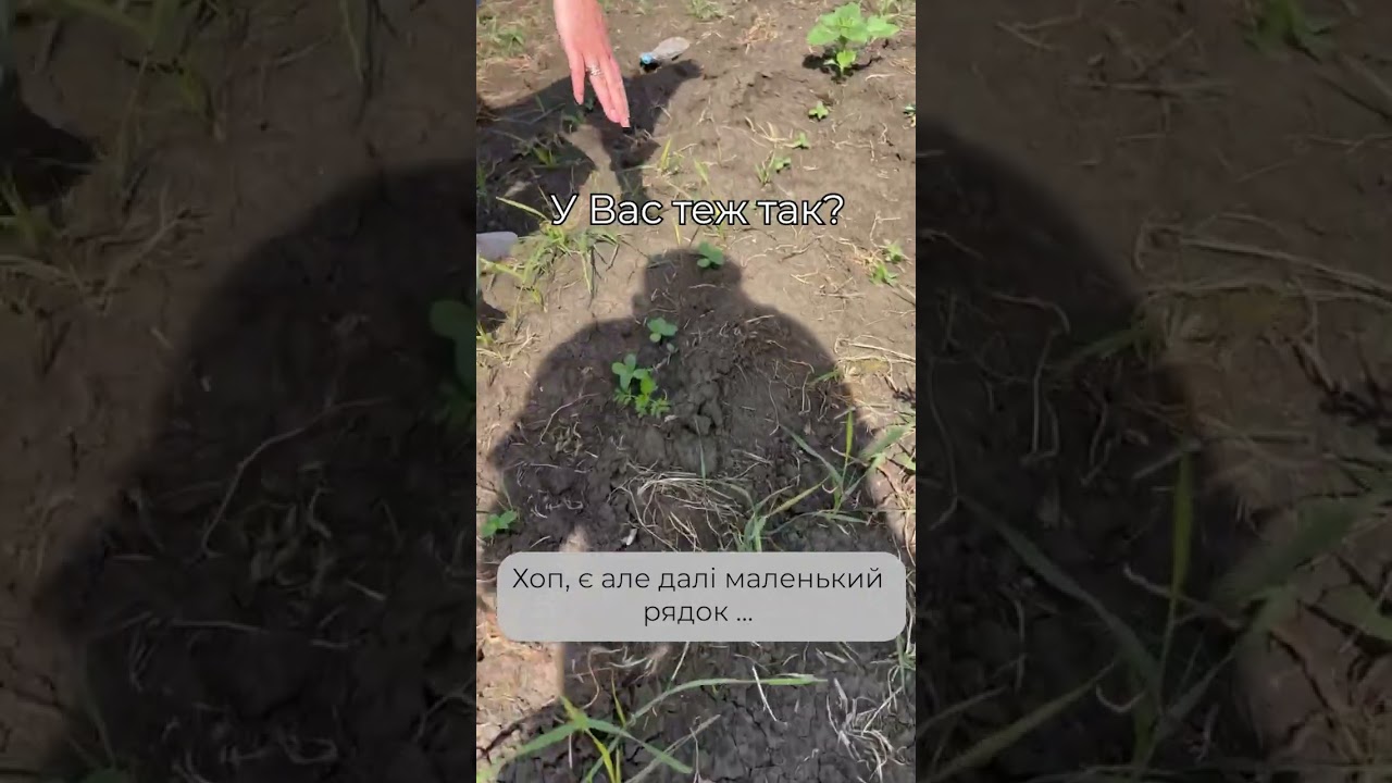 Великий рядок соняха