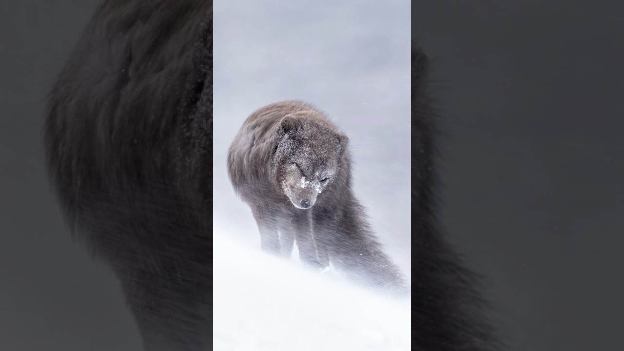 Canon R1 - 24MP is Enough for Pros #mirrorlesscamera #canonr1 #wildlifephotography