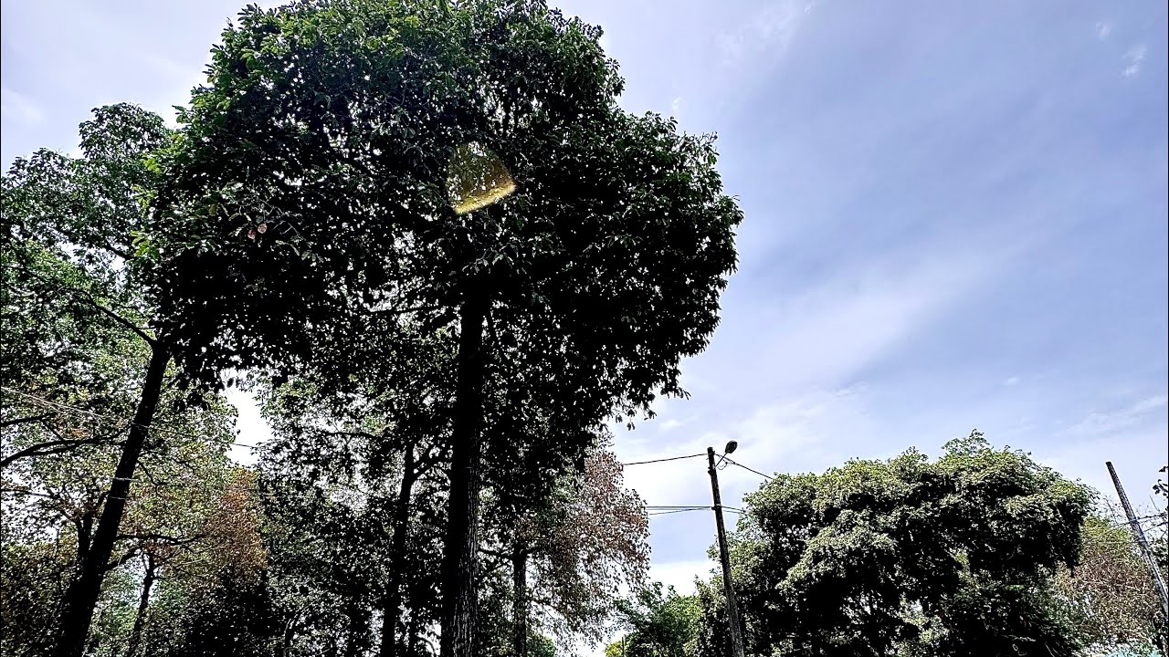 Bom dia Manaus