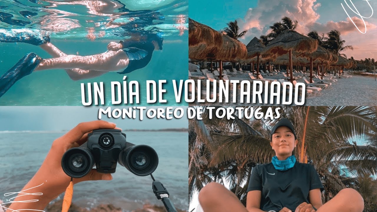 Un DÍA en un VOLUNTARIADO de MONITOREO de TORTUGAS en MÉXICO 🐢 l  ¿DEBERIAS VIVIR la EXPERIENCIA? 🤿