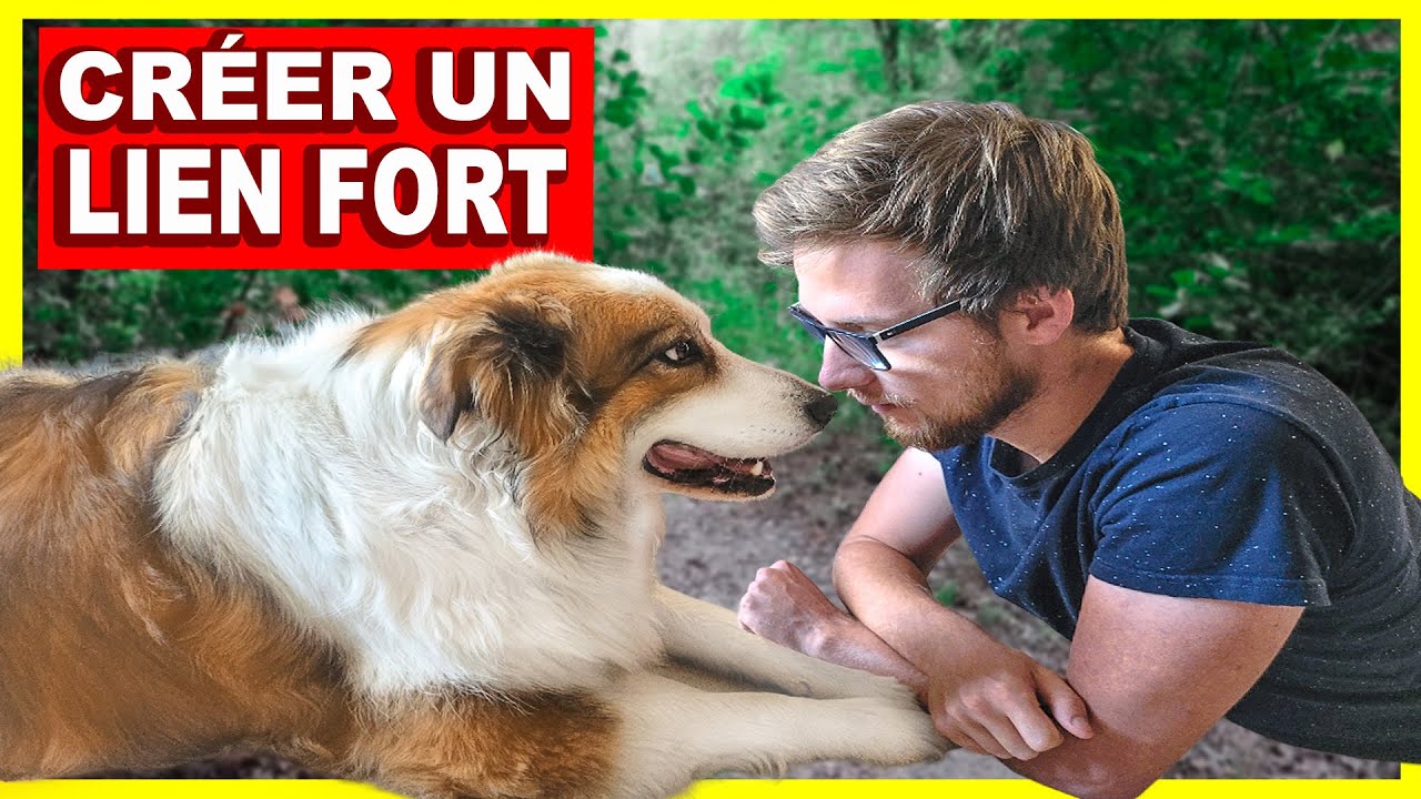 Créer un lien fort avec son chien - Mes secrets de promenade