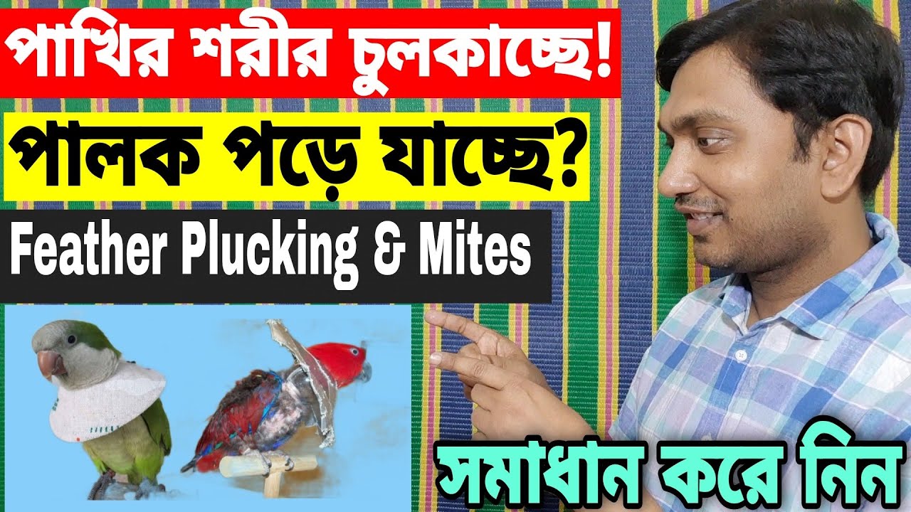 পাখি শরীর কেন চুলকায় | Birds Feather Plucking (V-96)