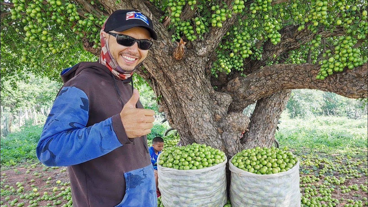 A MAIOR COLHEITA DE UMBU DO SERTÃO NORDESTINO