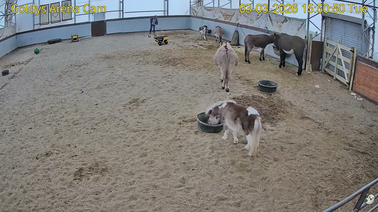 Goldy's  Arena 345pm ET duties  mucks; Minis ;Donkeys Arthur Woody Magnus Dimitri Charlie   332026