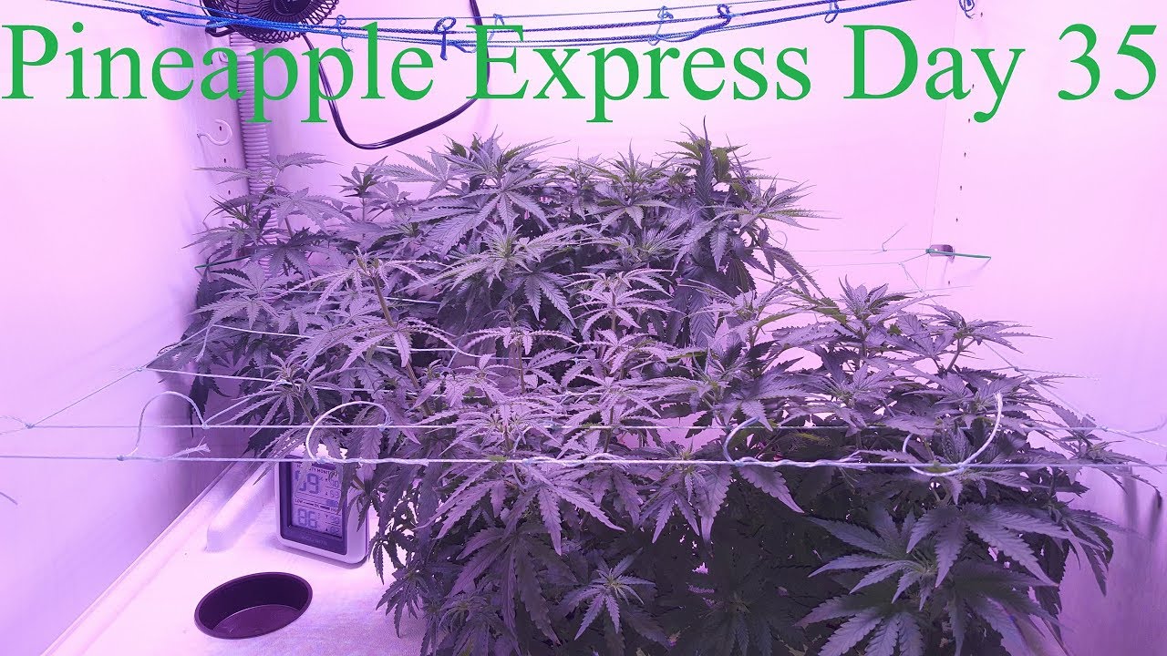 Cloudponics Grow Day 35 Pineapple Express