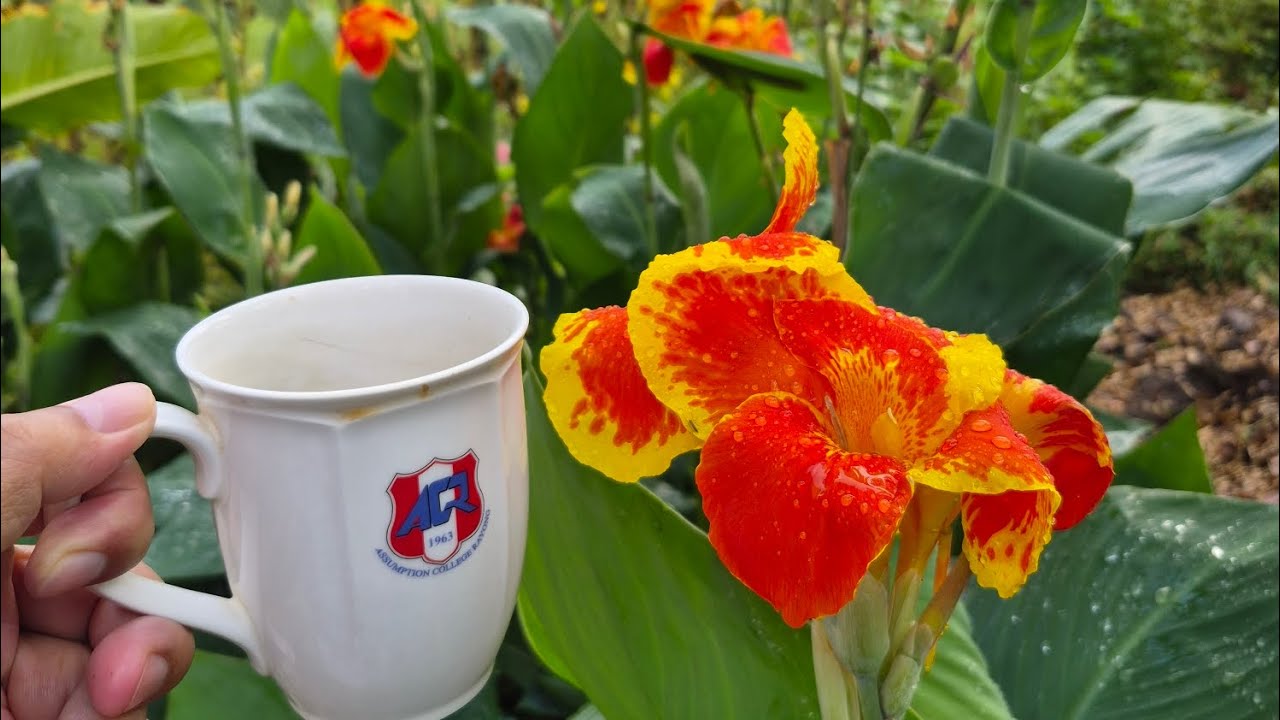 จิบกาแฟยามเช้าชมดอกพุทธรักษา สีสดใสสวยงาม