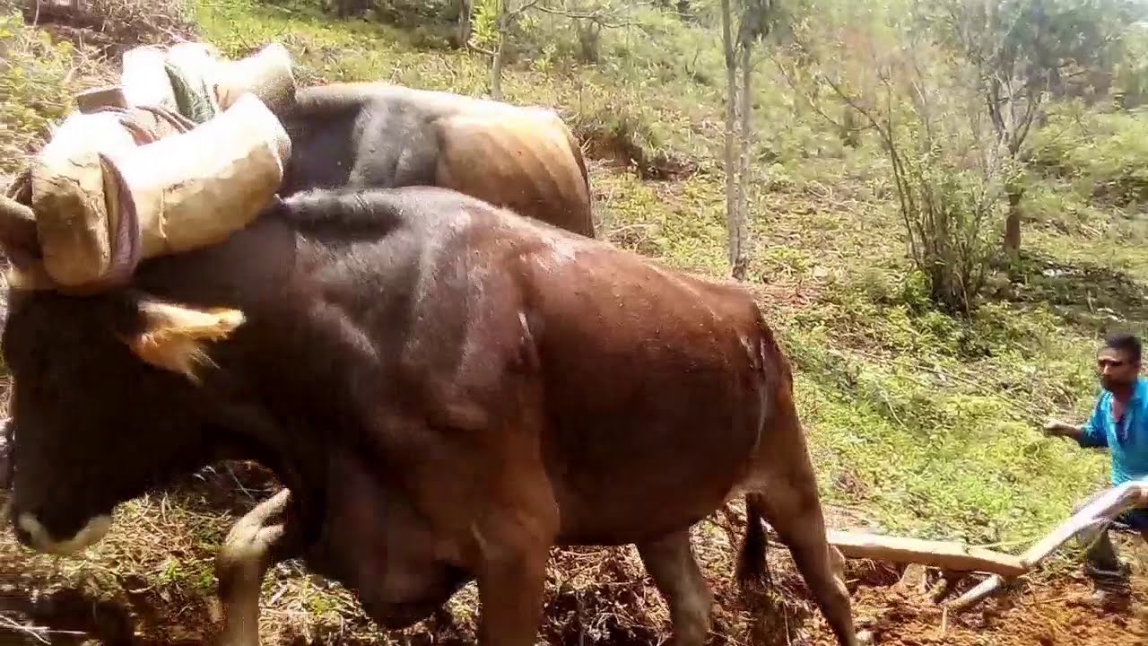 Arado tradicional con yunta y arado para la siembra
