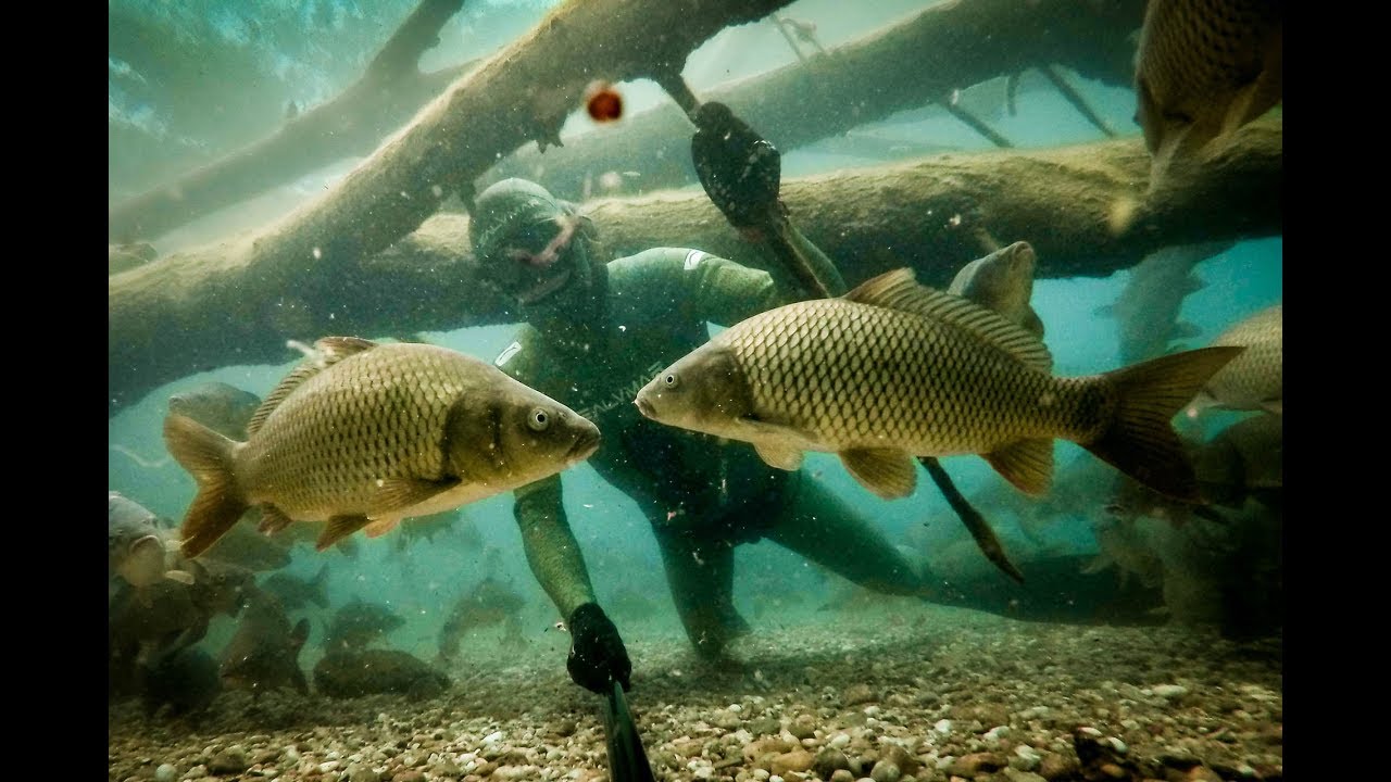 Kapor, sledovanie kaprov - FREEDIVING
