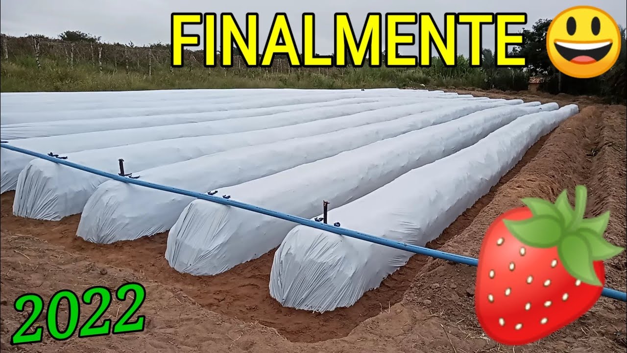 Preparando os CANTEIROS para plantio do morango - PARTE 2