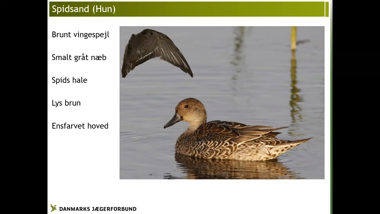 Svømmeænder, vandhøns, fasanfugle, krager, duer og om jagtprøven