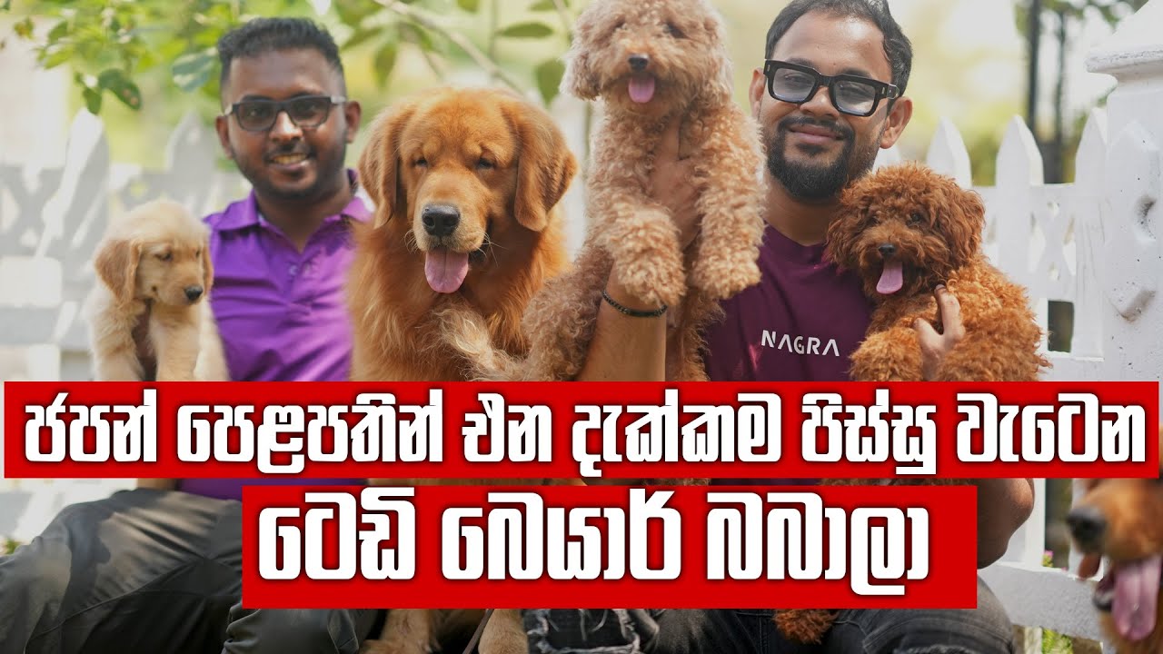 ජපානෙන් ලංකාවට ආපු සුපිරි පෙළේ Poodle පැටව් එක්ක ලංකාවේ ජනප්‍රිය Golden Retriever පැටව්