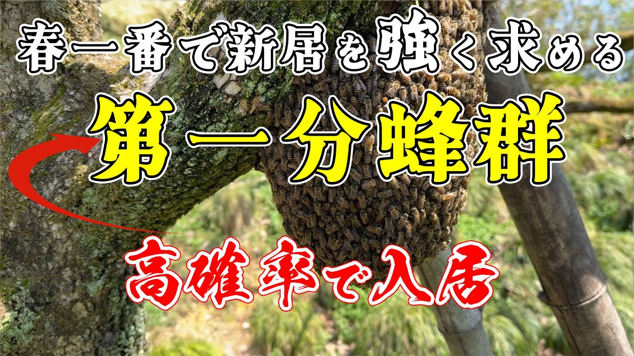 ニホンミツバチが春一番で新居を求める第一分蜂群！この時期をのがすな