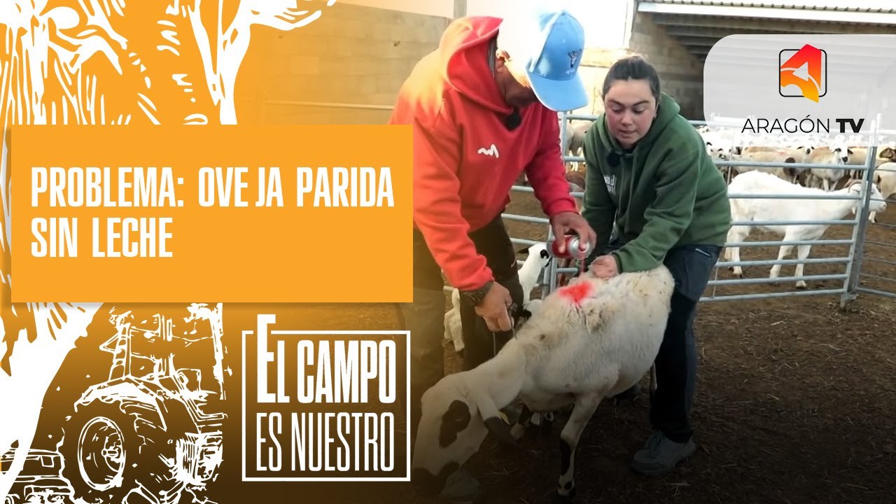 Problema: oveja parida sin leche