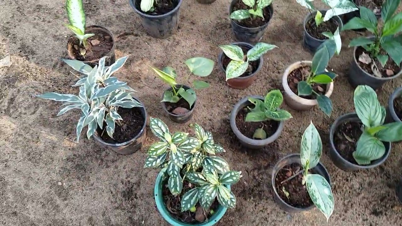 New plants sale video 