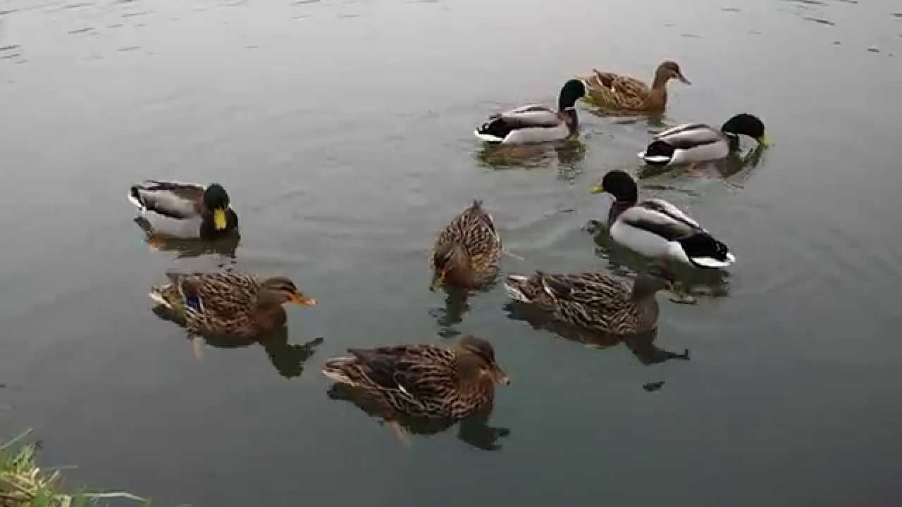 ducks in water, kačeny ve vodě