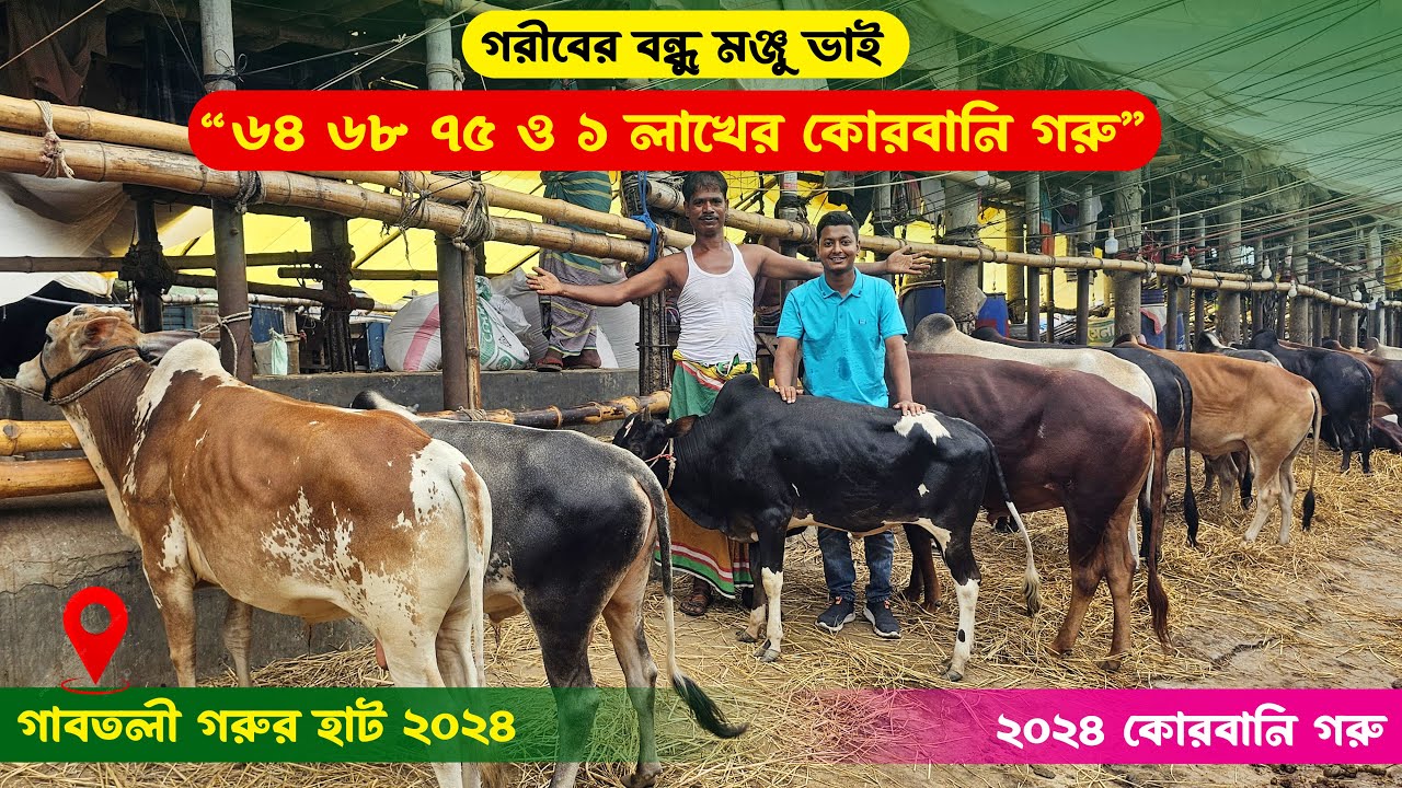 ২০২৪ ঈদ ধামাকা - ৬৪ ৬৮ ৭৫ ও ১ লাখের কোরবানি গরু বাজার/দর || গাবতলী গরুর হাট ২০২৪ || কৃষি ঘর