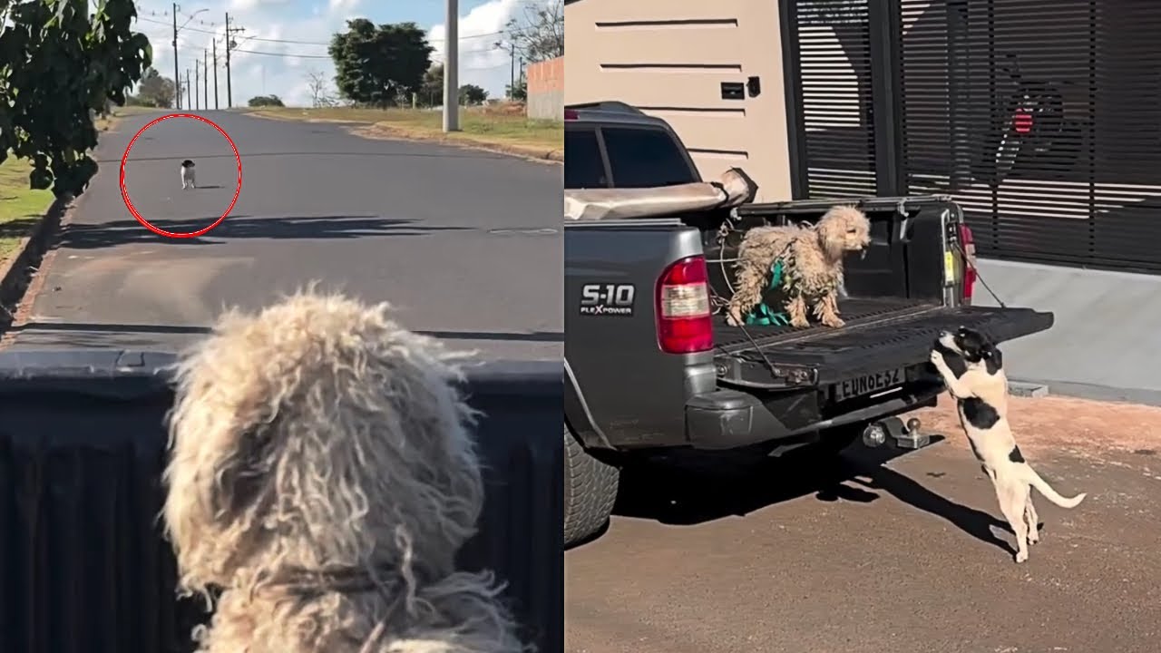 He Chased the Truck Crying: “Please, Don't Take Her… She’s All I Have”