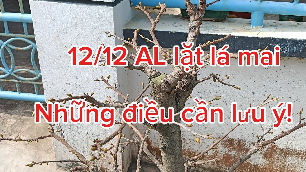 Ngày 12/12 AL lặt lá mai vàng có 3 điều lưu ý cho anh em mới tập chơi #maivang