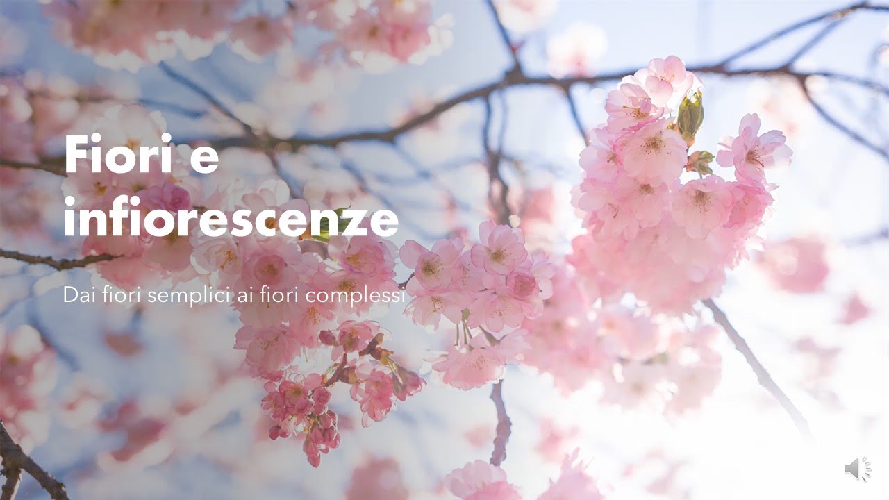 20210420 Fiori e infiorescenze