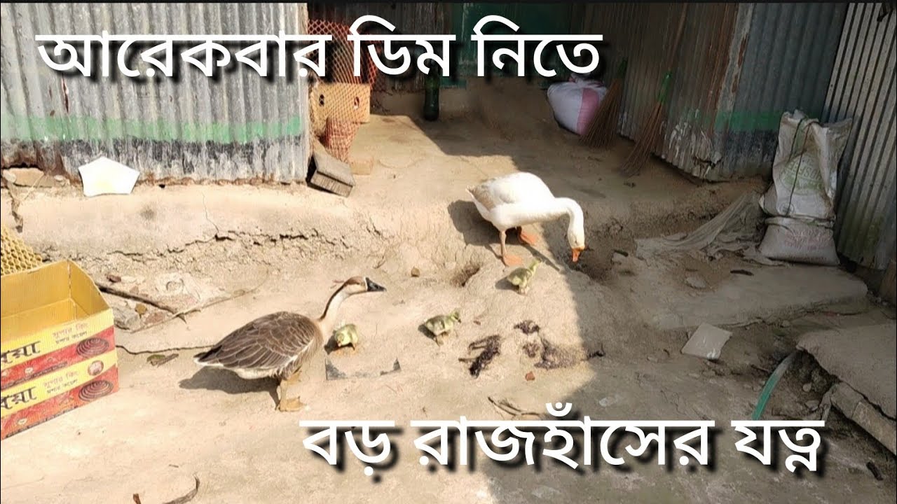 যাদের হাঁস এখনো ডিম দেই নাই তারা কী কী কাজ করবেন,আমার রাজহাঁস  ২ বার ডিম দিয়ে ফেলেছে 