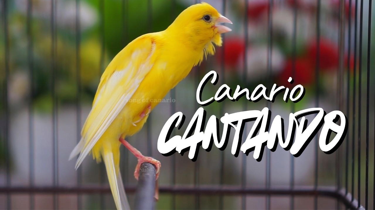 Canário Belga Cantando #05 - Som de Treinamento para Filhotes