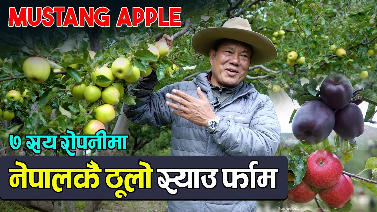 Apple farming in Mustang II मुस्ताङकै ठूलो स्याउ बगान || Karma Gurung -CmNepaliCulture
