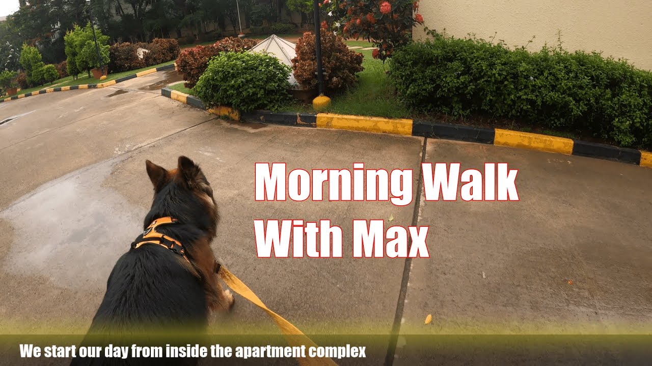 GoPro Footage | A typical morning walk with Max | German Shepherd Dog