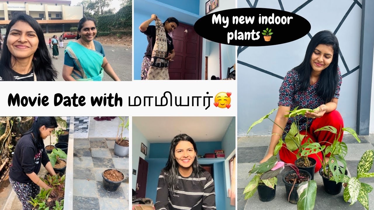 காற்றை சுத்திகரிக்கும்  Low maintenance Indoor Plants 🌱 Productive DIML ✅ 