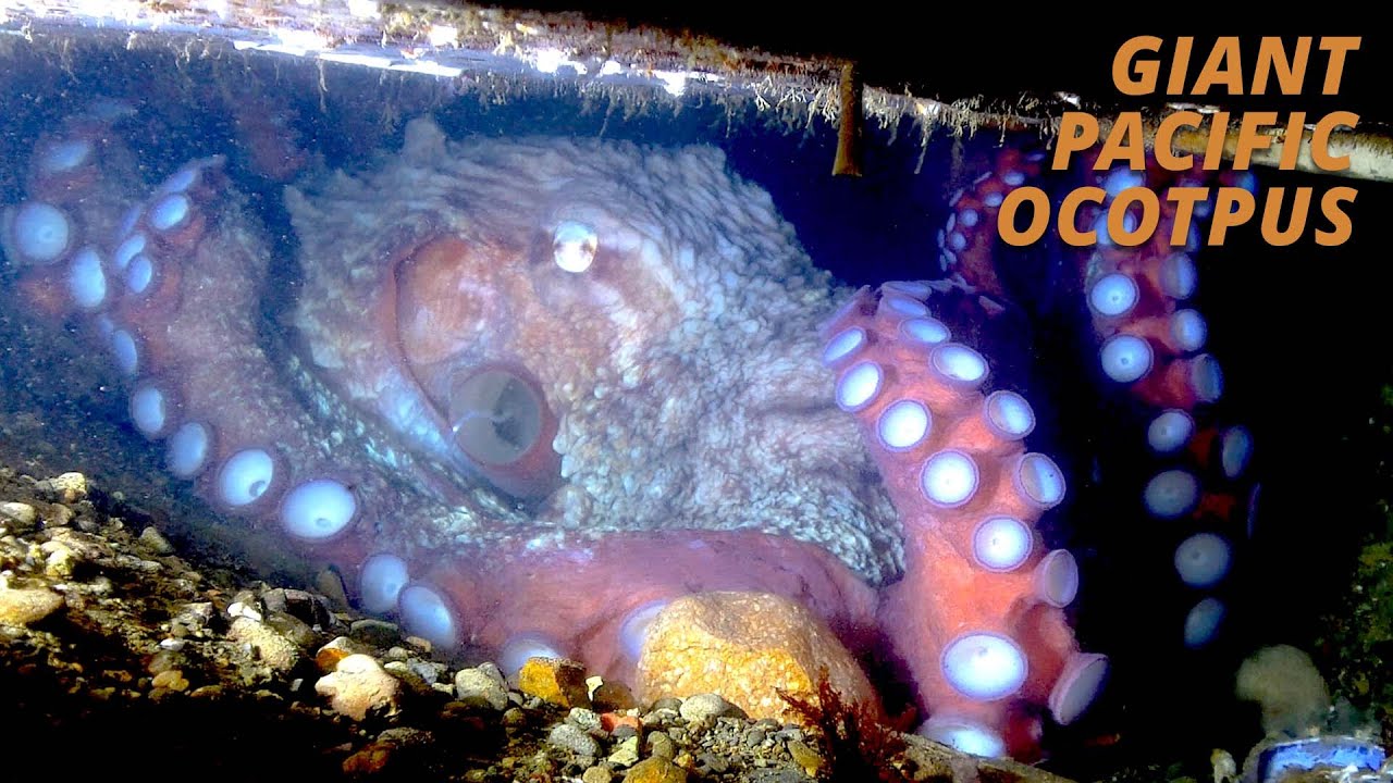 Пожатие руки самому большому осьминогу в мире (Salish Sea Wild)