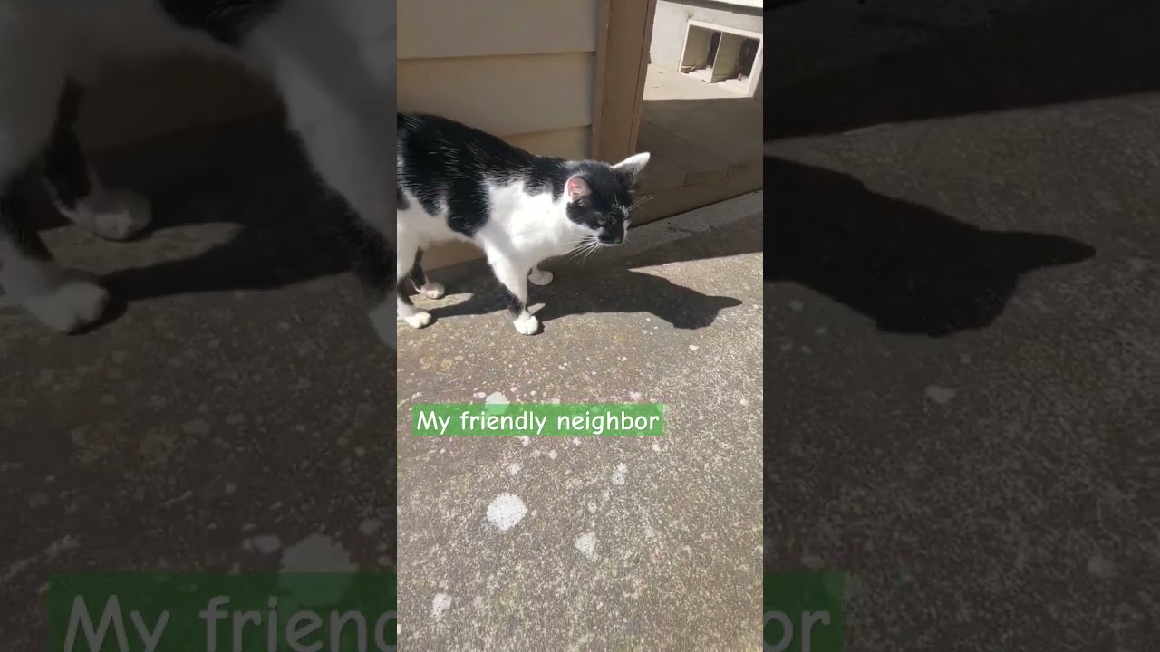 Visit From Kitty Neighbor