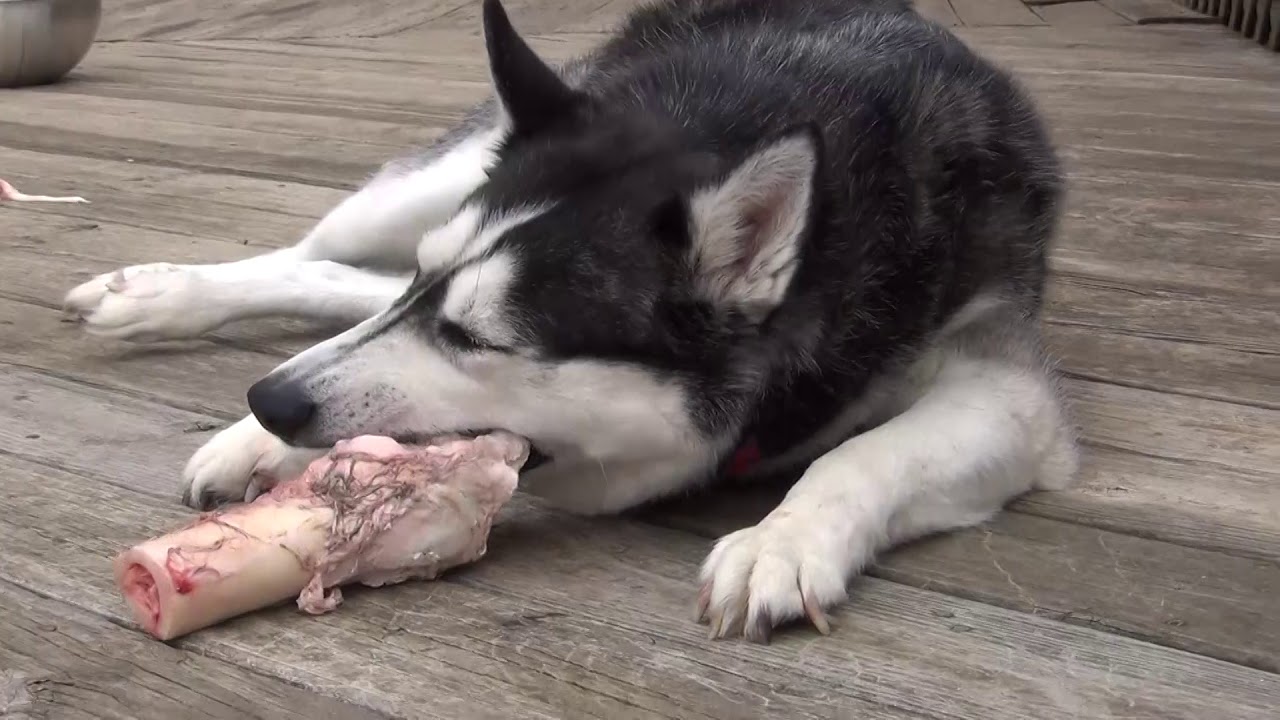 Siberian Huskies eating cow bones - Great for cleaning teeth :)